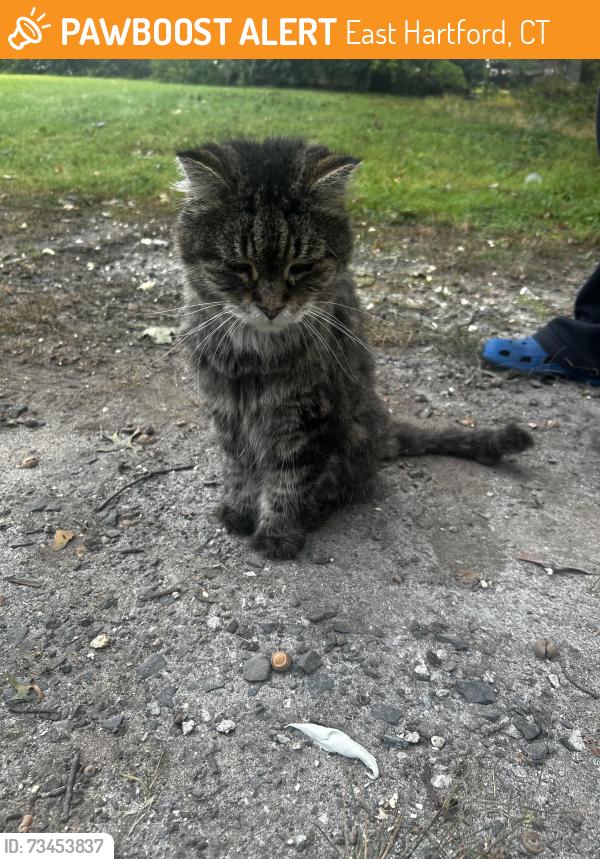 Found/Stray Unknown Cat last seen Park St and Main St, East Hartford, CT 06108