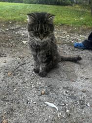 Found/Stray Unknown Cat last seen Park St and Main St, East Hartford, CT 06108