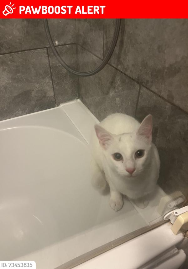 Lost Female Cat last seen Ealing cricket field, Greater London, England W5 2HS