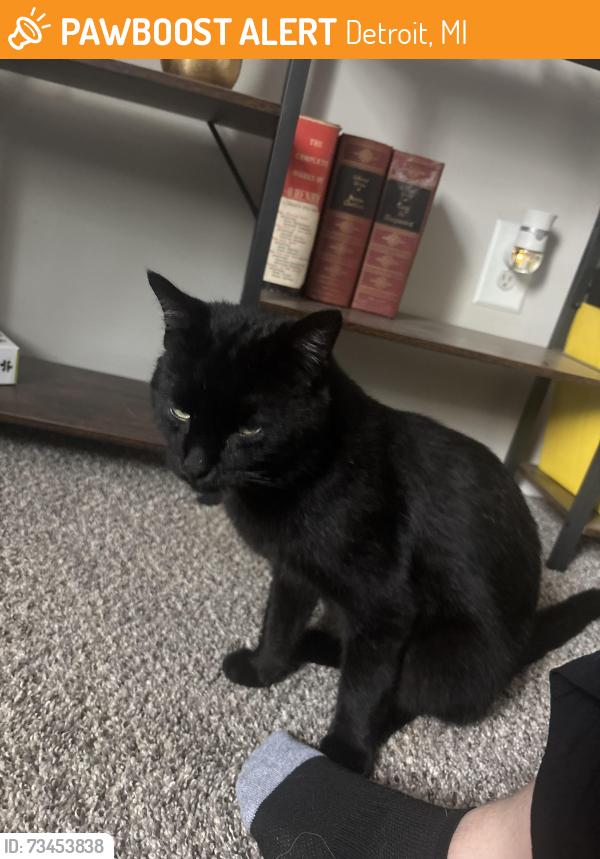 Found/Stray Male Cat last seen Tireman and spinoza drive, Detroit, MI 48228