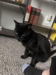 Found/Stray Male Cat last seen Tireman and spinoza drive, Detroit, MI 48228
