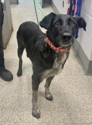 Reunited Female Dog last seen Powers and Winthrop, Saint Paul, MN 55119