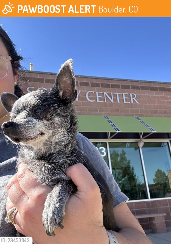 Found/Stray Female Dog last seen Rock Creek, Boulder, CO 80302