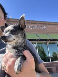 Found/Stray Female Dog last seen Rock Creek, Boulder, CO 80302