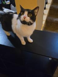 Lost Female Cat last seen Puente Fields and Hatwig fields, Converse, TX 78109