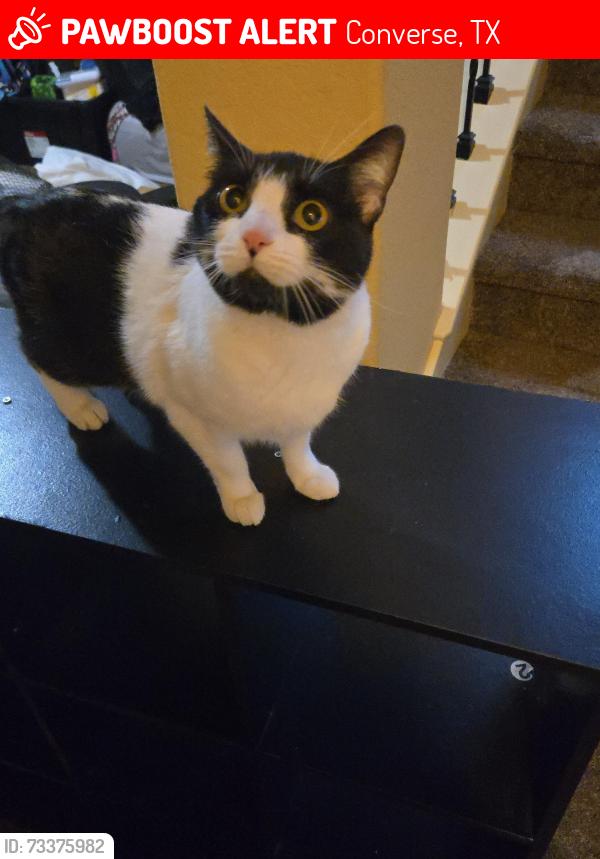 Lost Female Cat last seen Puente Fields and Hatwig fields, Converse, TX 78109
