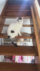 Reunited Female Cat last seen Central drive, Greater Manchester, England SK5 7JQ