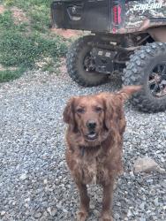 Lost Female Dog last seen Bosh Kemp Rd, North Wilkesboro, NC 28659