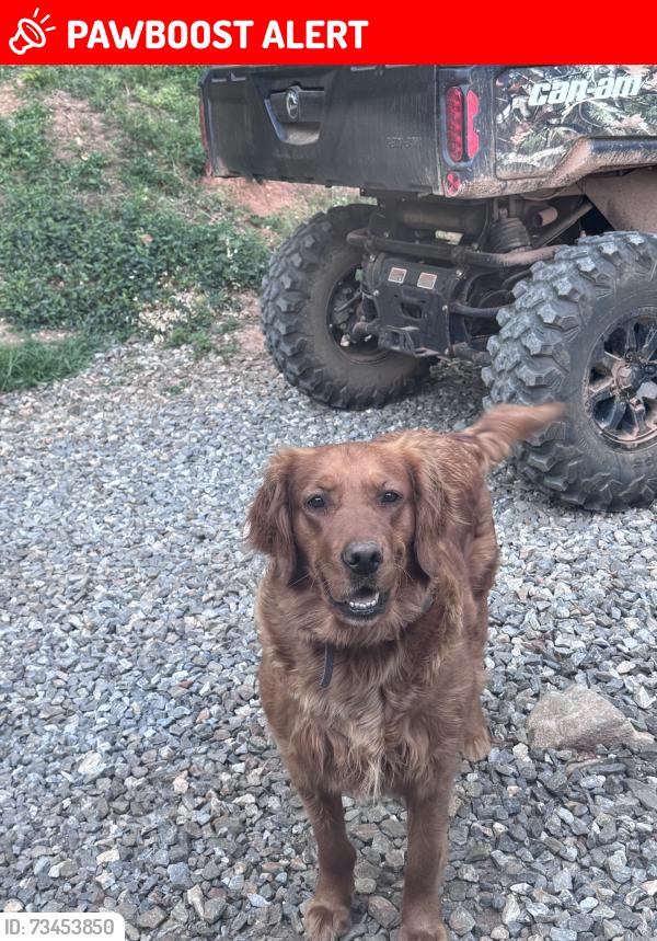 Lost Female Dog last seen Bosh Kemp Rd, North Wilkesboro, NC 28659