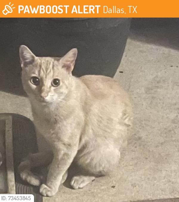 Found/Stray Male Cat last seen Love Field, Dallas, Dallas, TX 75235