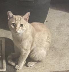 Found/Stray Male Cat last seen Love Field, Dallas, Dallas, TX 75235
