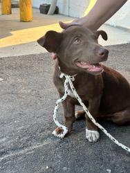Reunited Female Dog last seen Ole Time bbq, Raleigh, NC 27606