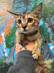 Shelter Stray Female Cat last seen Bexar County, 3353 Morningside Dr, New Braunfels, TX 78132, USA