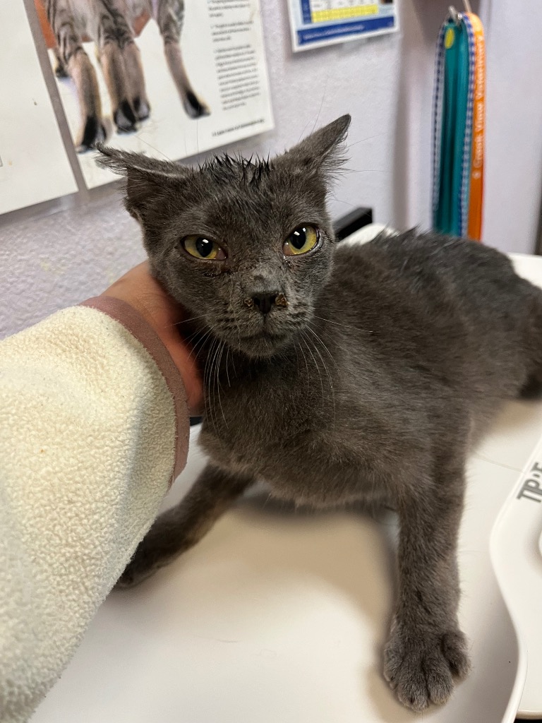 Shelter Stray Female Cat last seen Bexar County, 3353 Morningside Dr, New Braunfels, TX 78132, USA