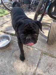 Reunited Male Dog last seen ElRoy Drive, Lemon Grove, CA 91945