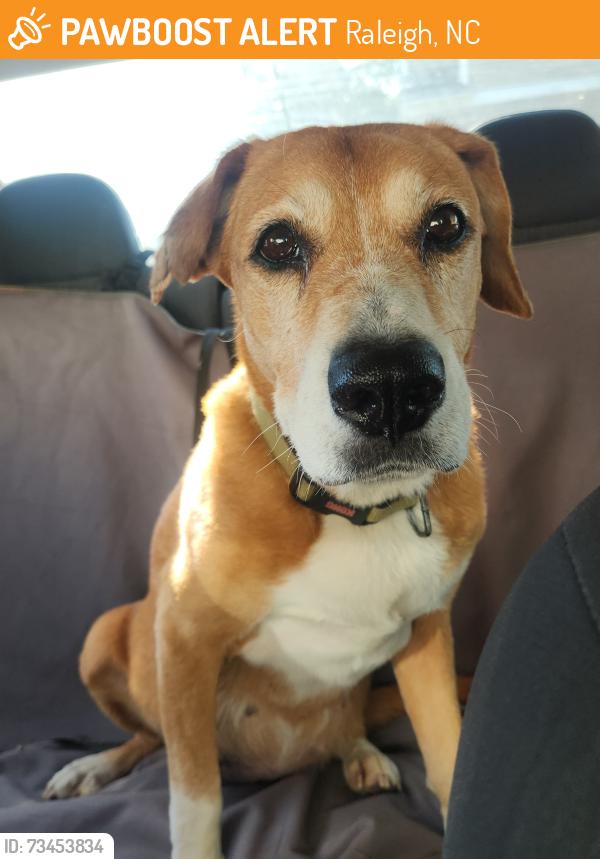 Found/Stray Female Dog last seen Near New Leesville Blvd, Raleigh, NC 27613, Raleigh, NC 27613