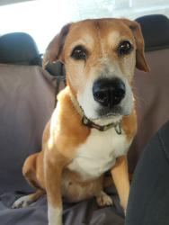 Found/Stray Female Dog last seen Near New Leesville Blvd, Raleigh, NC 27613, Raleigh, NC 27613