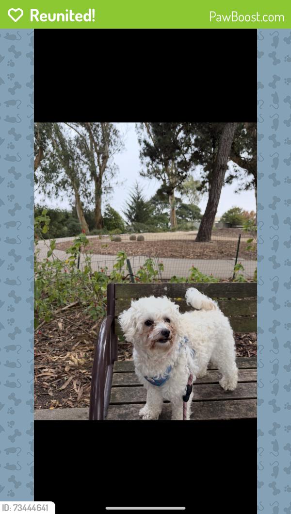 Reunited Female Dog last seen VanNess Ave and Eddy st, San Francisco, CA 94109