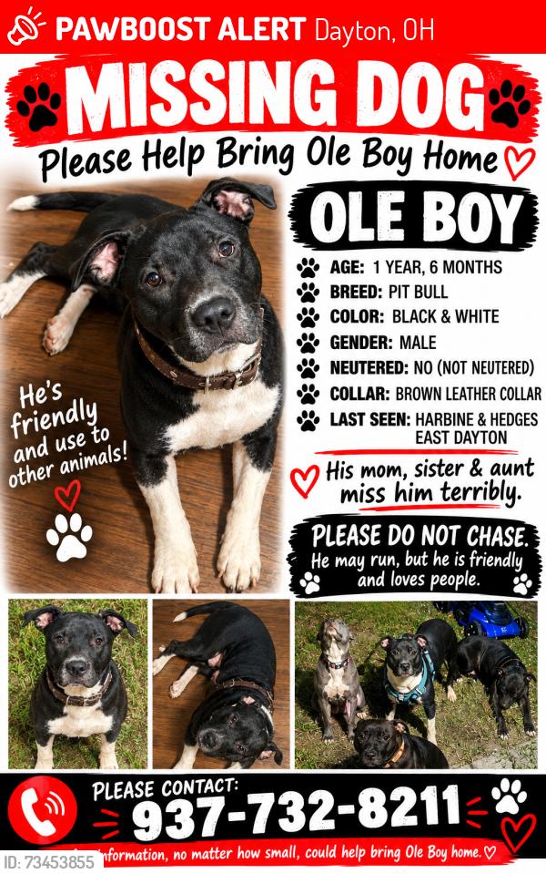Lost Male Dog last seen 4th street, Dayton, OH 45403