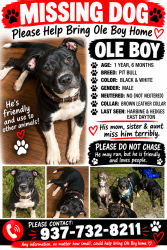 Lost Male Dog last seen 4th street, Dayton, OH 45403