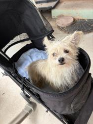 Found/Stray Male Dog last seen Anderson & Morningside SE, Albuquerque, NM 87108