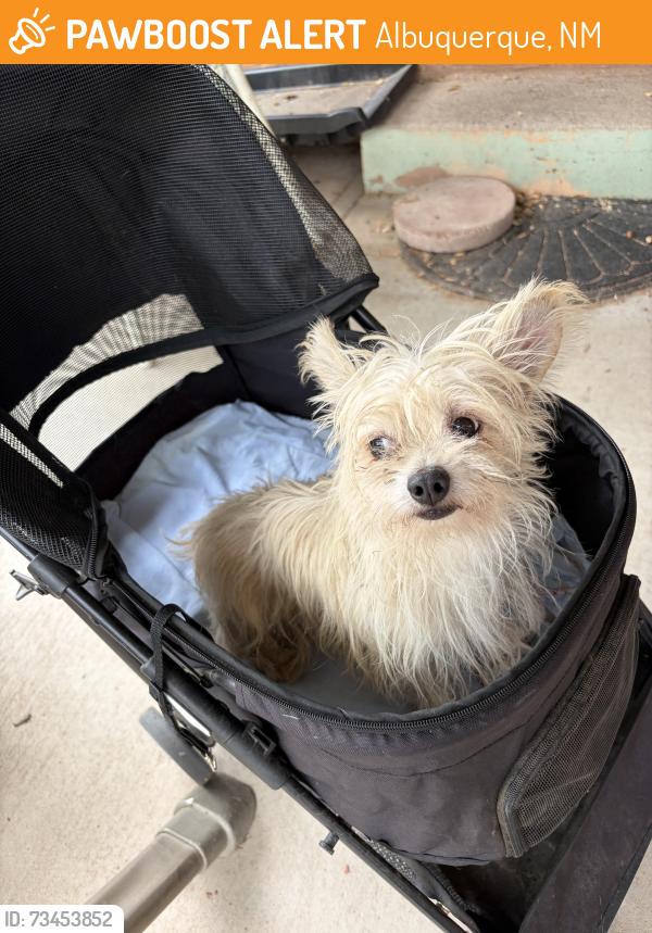 Found/Stray Male Dog last seen Anderson & Morningside SE, Albuquerque, NM 87108