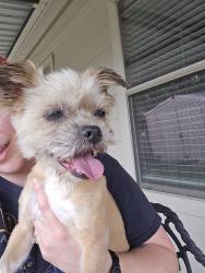 Reunited Female Dog last seen Near Bentonite Blvd, Baytown, TX 77521, USA, Baytown, TX 77521