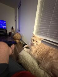Lost Male Cat last seen Near Cambria way, Huber Heights, OH 45424