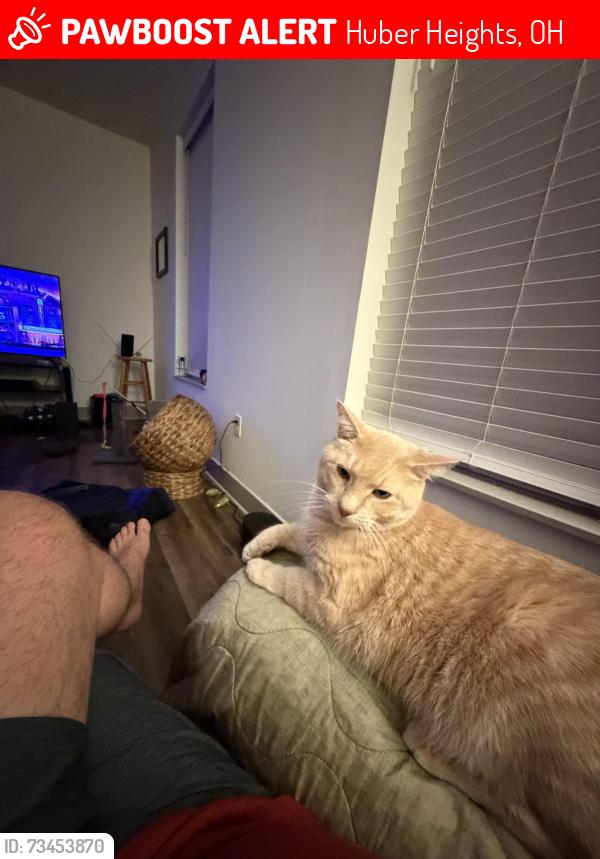 Lost Male Cat last seen Near Cambria way, Huber Heights, OH 45424