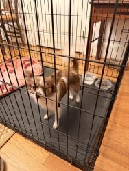 Found/Stray Female Dog last seen Versailles Rd and Westgate, Lexington, KY 40510