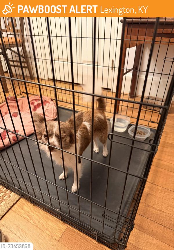 Found/Stray Female Dog last seen Versailles Rd and Westgate, Lexington, KY 40510
