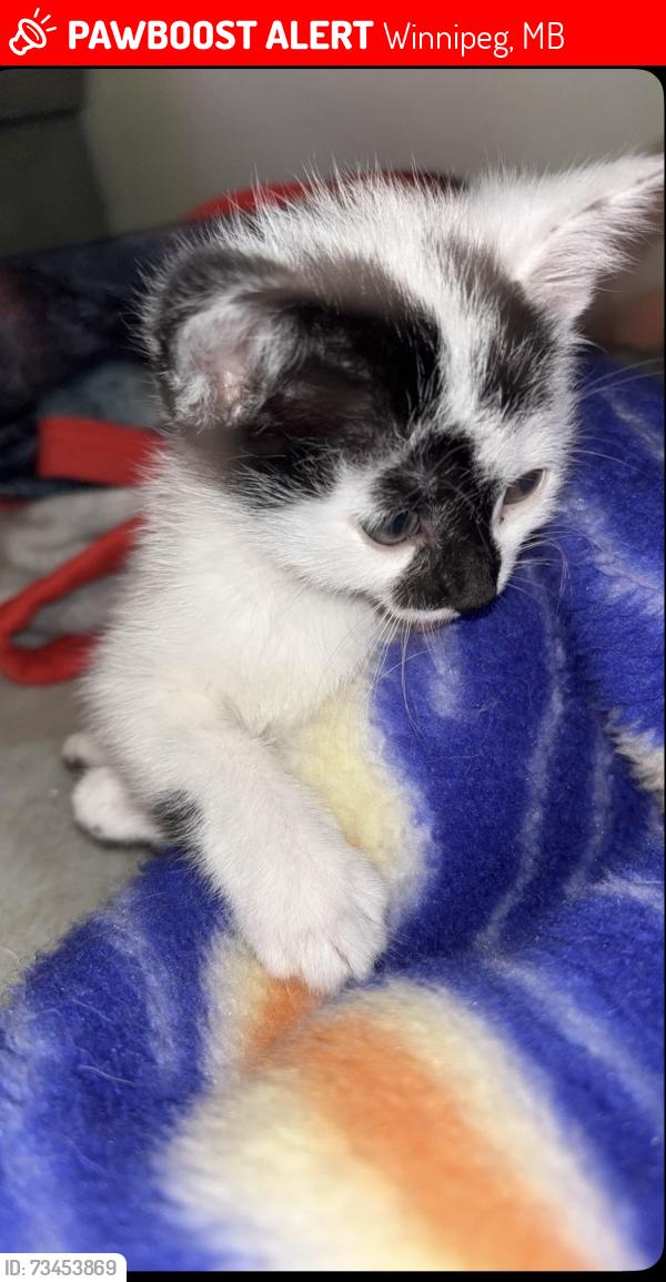 Lost Female Cat last seen St Anne’s, Winnipeg, MB 