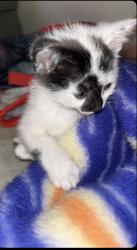 Lost Female Cat last seen St Anne’s, Winnipeg, MB 