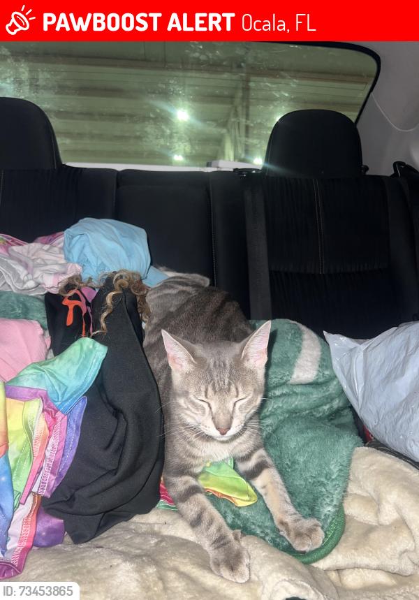 Lost Male Cat last seen Near s pine ave, Ocala, FL 34471