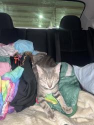 Lost Male Cat last seen Near s pine ave, Ocala, FL 34471