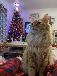 Lost Male Cat last seen Joe Ellen and Pine St., Battleboro, NC 27809
