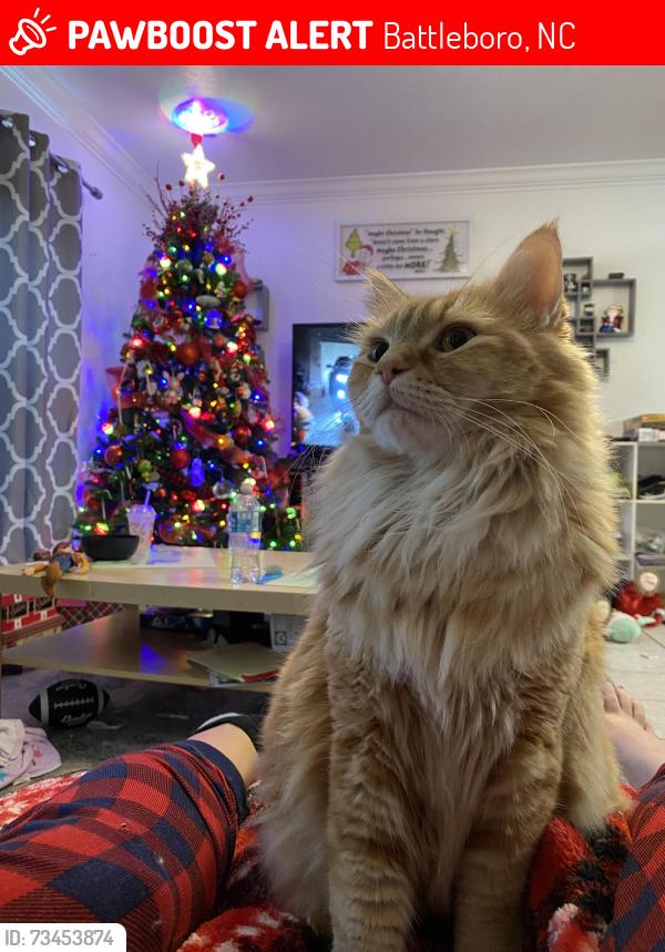 Lost Male Cat last seen Joe Ellen and Pine St., Battleboro, NC 27809