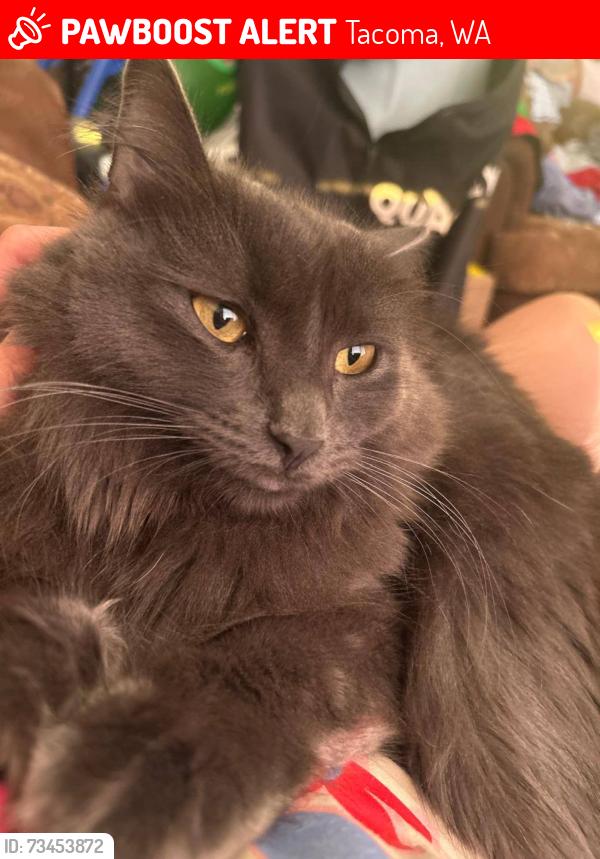 Lost Male Cat last seen Near S Mason Ave & S 35th St, The Lodge at Madrona apmts, close to The Home Depot, Tacoma, WA 98409