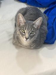 Lost Male Cat last seen Painter St n summit ave, Pasadena, CA 91103