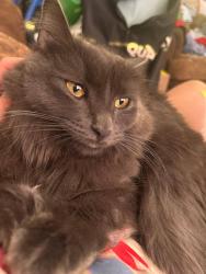 Lost Male Cat last seen Near S Mason Ave & S 35th St, The Lodge at Madrona apmts, close to The Home Depot, Tacoma, WA 98409