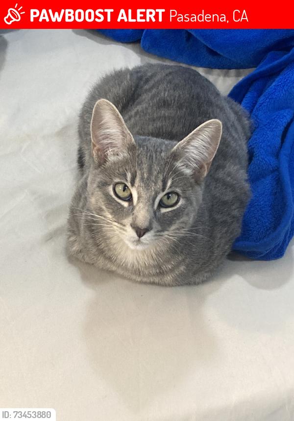 Lost Male Cat last seen Painter St n summit ave, Pasadena, CA 91103