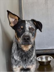 Shelter Stray Male Dog last seen Near BLOCK CARYN CIR, 333 Chandler Pl, San Bernardino, CA 92408, USA