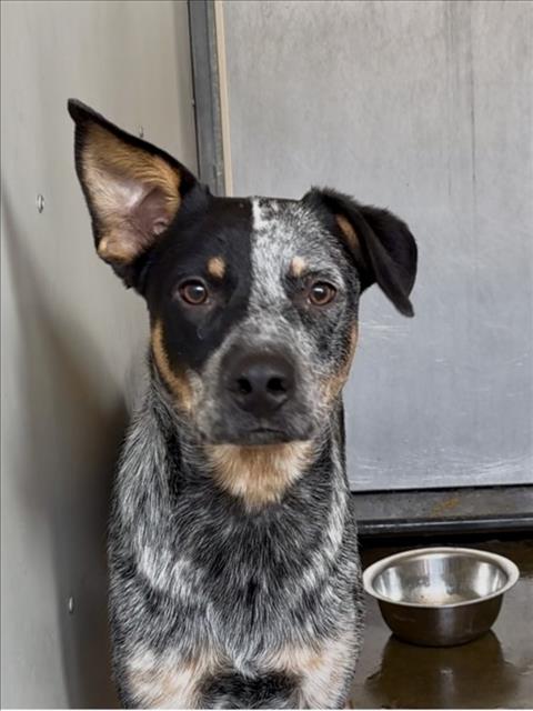Shelter Stray Male Dog last seen Near BLOCK CARYN CIR, 333 Chandler Pl, San Bernardino, CA 92408, USA