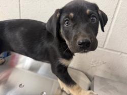 Shelter Stray Female Dog last seen CENTER X PELLISIER, 333 Chandler Pl, San Bernardino, CA 92408, USA