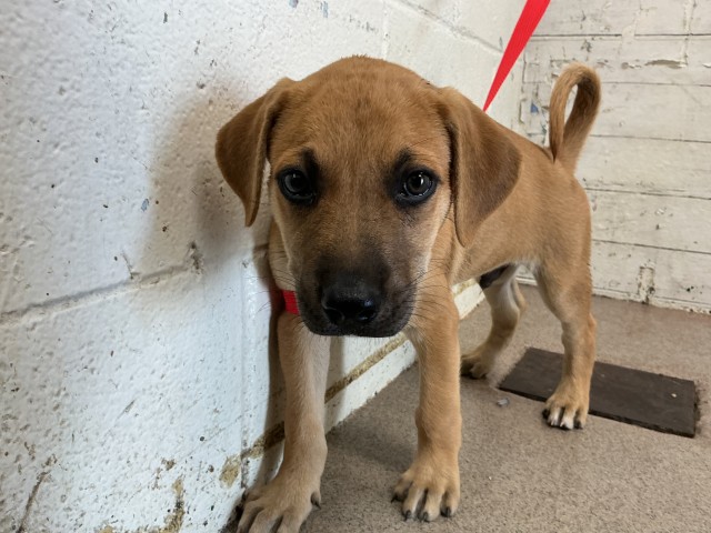 Shelter Stray Male Dog last seen CENTER X PELLISIER, 333 Chandler Pl, San Bernardino, CA 92408, USA