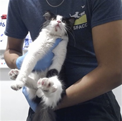 Shelter Stray Female Cat last seen X ANZA, 1419 Bryant St, San Francisco, CA 94103, USA