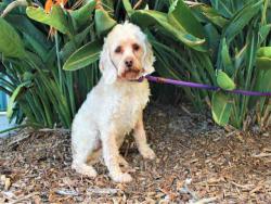 Shelter Stray Male Dog last seen , 3201 Lacy St, Los Angeles, CA 90031, USA