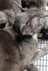Shelter Stray Male Cat last seen , 3201 Lacy St, Los Angeles, CA 90031, USA