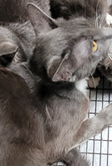 Shelter Stray Male Cat last seen , 3201 Lacy St, Los Angeles, CA 90031, USA