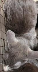 Shelter Stray Male Cat last seen , 3201 Lacy St, Los Angeles, CA 90031, USA